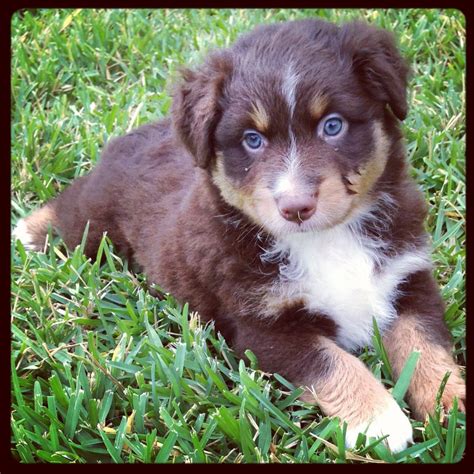 Australian shepherd rescue ohio - Before you buy properties at Ohio tax lien sales, learn about the auction process and requirements and explore the various properties available. Research interesting properties to ...
